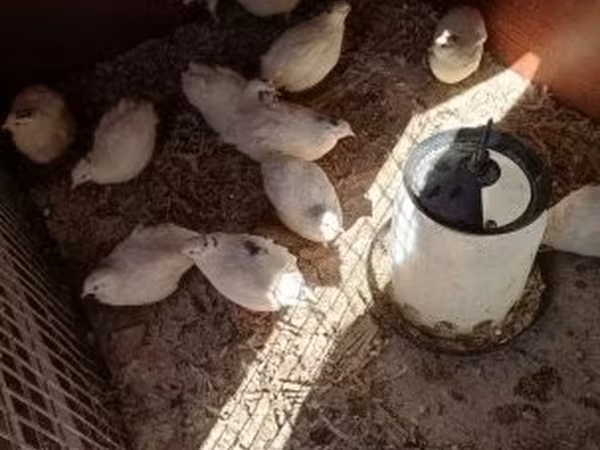 Quails — Hongrie