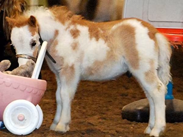 Pastuv, Miniature horse