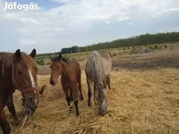 公马, Horses — 照片 1