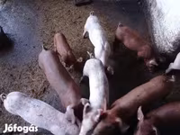 母猪, Дюрок — 照片 5