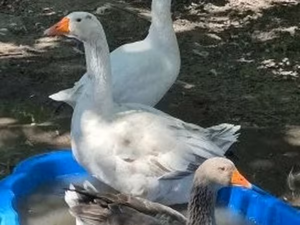 Гуси