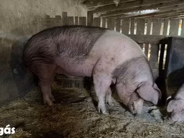 公猪, Pigs