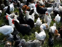 Chickens — photo 4