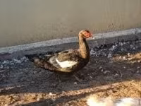 Ducks — фото 1