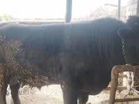 Bull, Aberdeen-Angus — photo 1