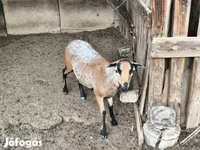 Ovan, Cameroon sheep — fotografija 1