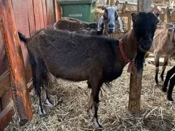 Koza, Nubian Goat — Węgry