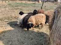 Widder, Tsigai sheep — Foto 7