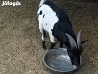 Jarac, Nigerian dwarf goats — fotografija 2