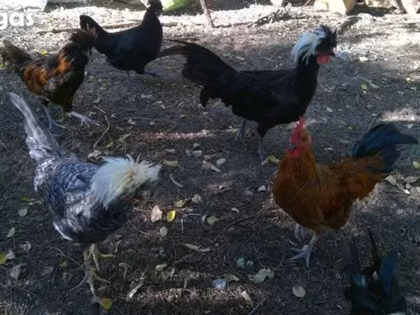Chickens — Węgry