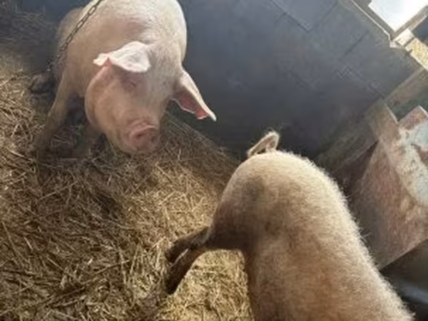 Schweine (Partie, Geschlecht nicht angegeben), Schweine