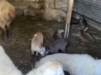 Oveja, Ovejas — foto 2