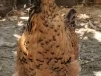 Chickens — zdjęcie 1