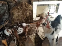 Koza, Beetal goats — fotografija 1