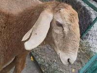 Brebis, Arashan sheep — photo 4