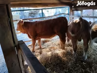 母牛, Simmental cattle — 照片 2