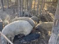 猪（批次，未指定性别）, Мангалица — 照片 3