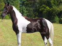 Pastuv, Tennessee Walking Horse — fotografija 8