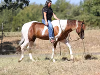 Koń, American paint horse — zdjęcie 5