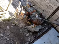 Chickens — fotografija 3