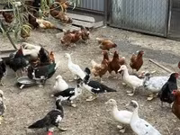 Ducks — foto 2