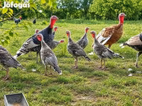 برونز — الصورة 3