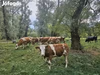 Kuh, Simmental cattle — Foto 2