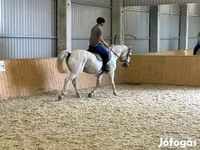 公马, Horses — 照片 1
