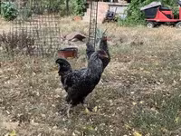 Chickens — 照片 2