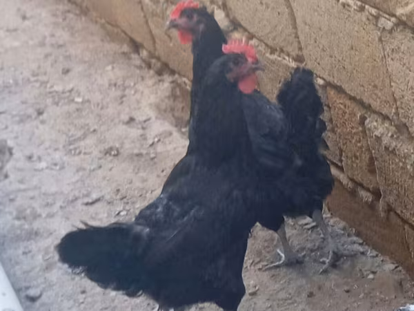 Australijska pit borbena kokoš