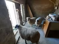 Oveja, Ovejas — foto 3
