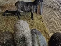 Widder, Romanov sheep — Foto 3