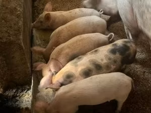 Schweine (Partie, Geschlecht nicht angegeben), Schweine
