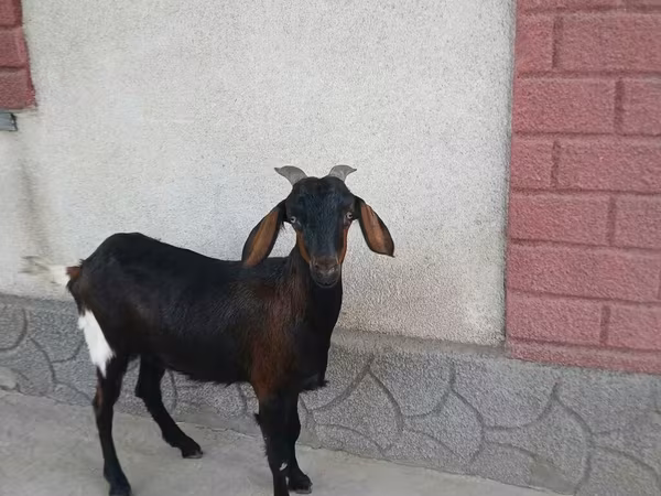 Koza, Nubian Goat