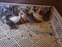Chickens — fotografija 2