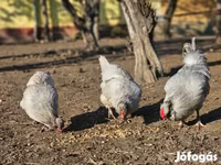 أراوكانا — الصورة 2