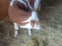 Bik, Simmental cattle — fotografija 6