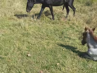 Pastuv, New Altai Horse — fotografija 3