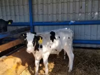 Buqa, Russian Black pied cattle — 3-rasm
