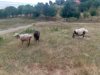 Ovca, Kazakh meat-wool sheep — fotografija 4