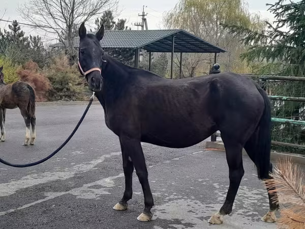 Kobila, Akhal-Teke