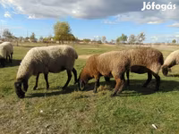 母羊, Tsigai sheep — 照片 2