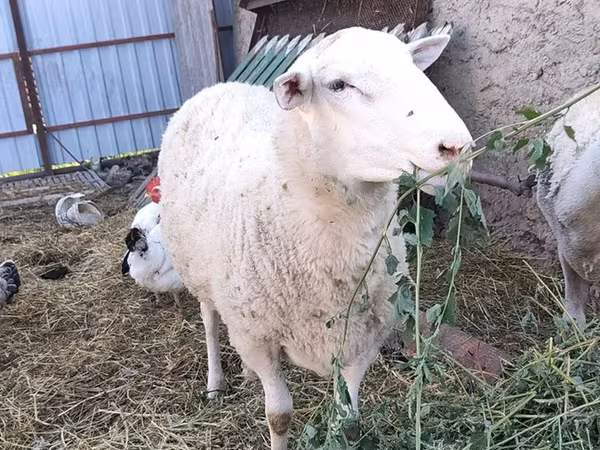 Ovan, Romanov sheep