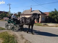 घोड़ी, Hungarian horse breed — फ़ोटो 6
