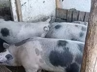 Schweine (Partie, Geschlecht nicht angegeben), Schweine — Foto 3