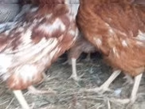 galinha dinamarquesa — Hungria