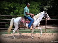 Pastuv, National Show Horse — fotografija 6