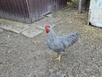 Chickens — fotografija 1