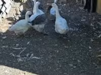 Geese — zdjęcie 2