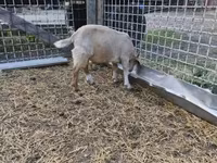 公山羊, Goats — 照片 2